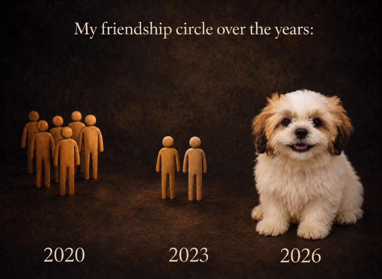 @Teacup Shih Tzu Puppies