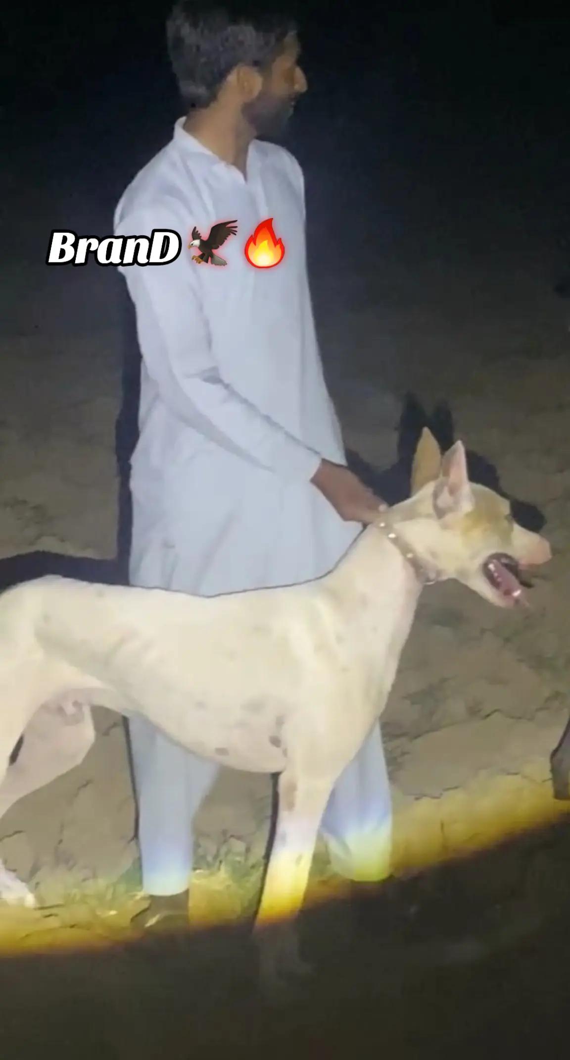 @⚜️ABDULLAH⚜️