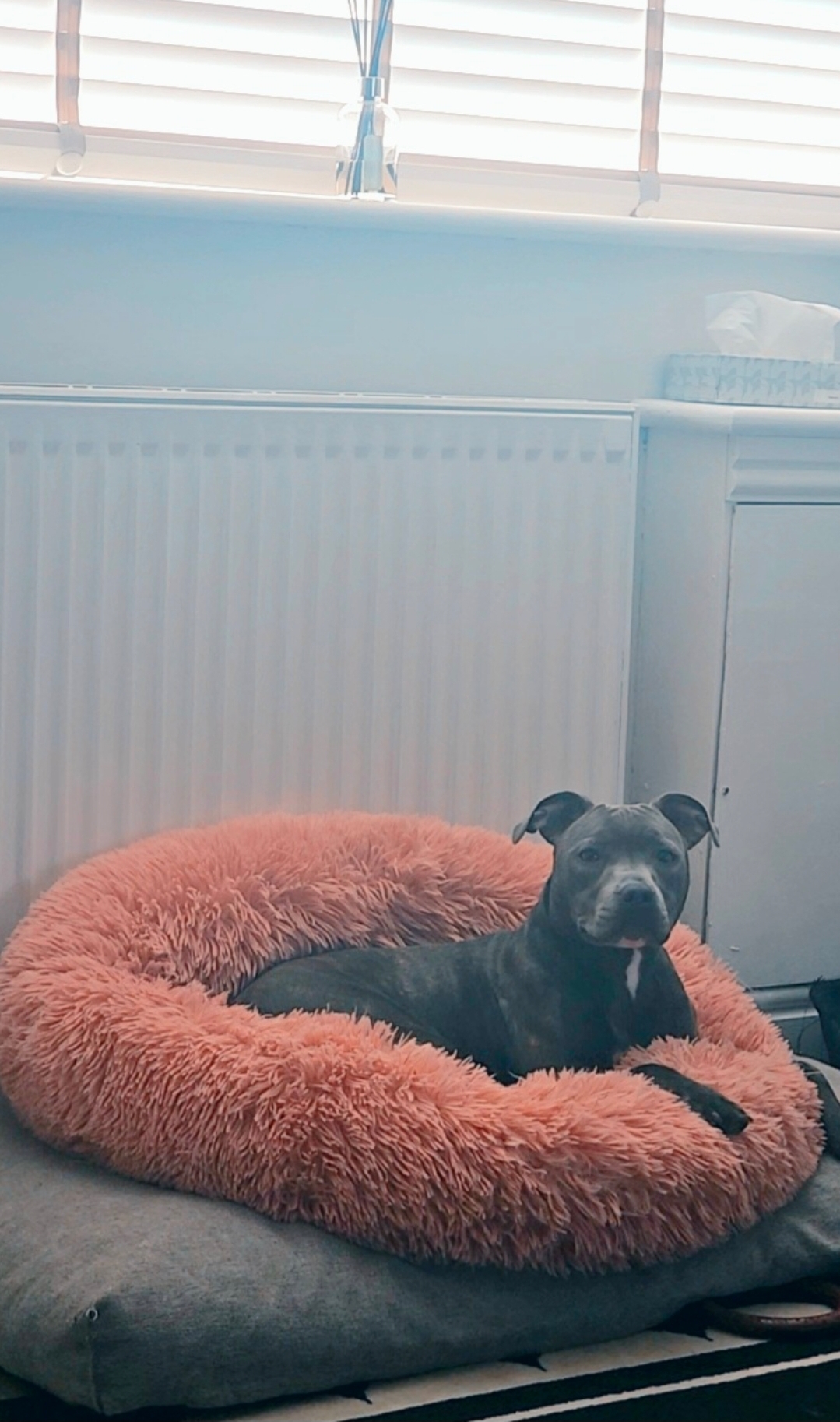 @mabel-bluestaffy 💗