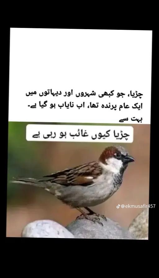 @islamicstories