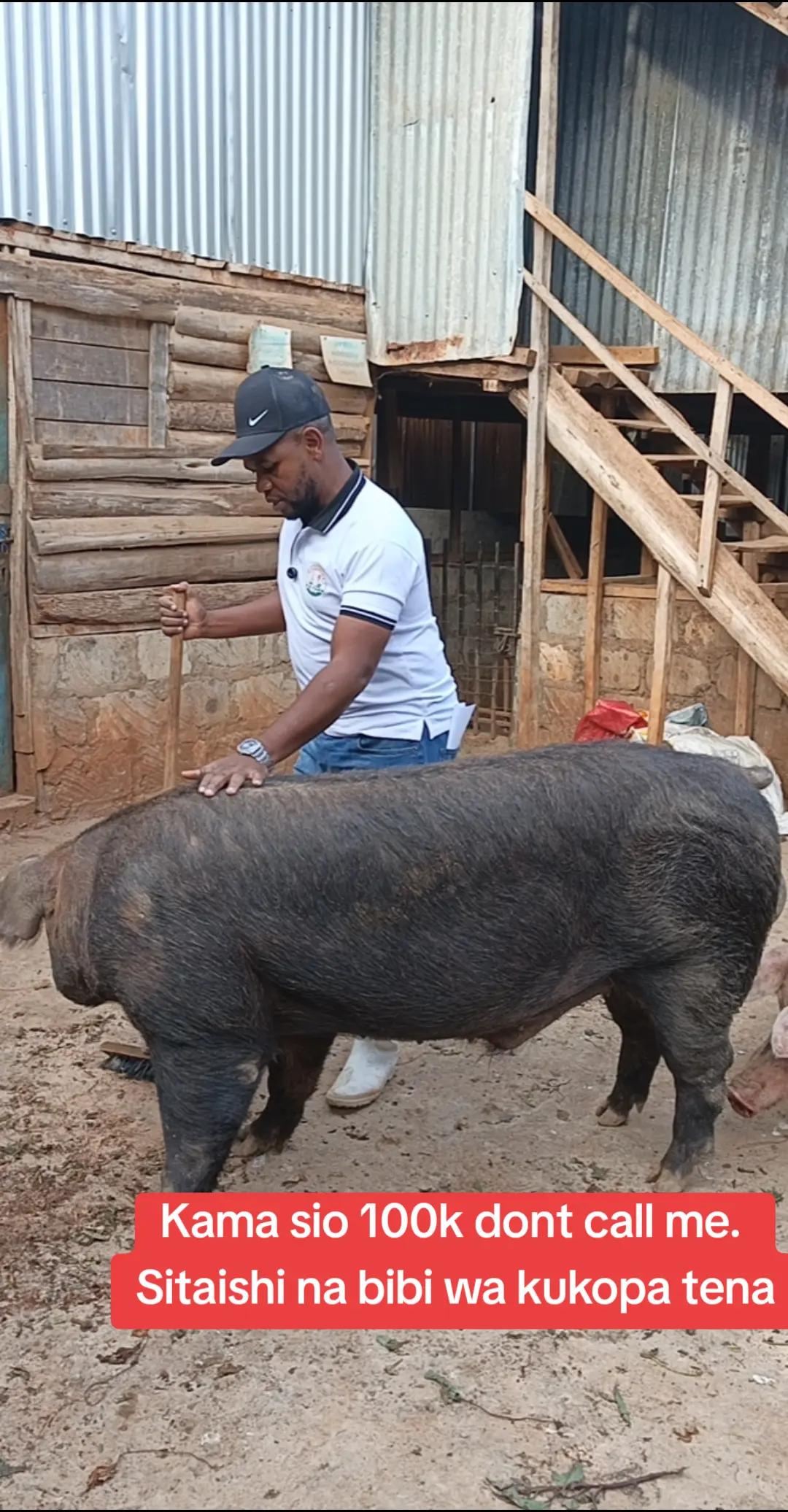 @Pigbreeder