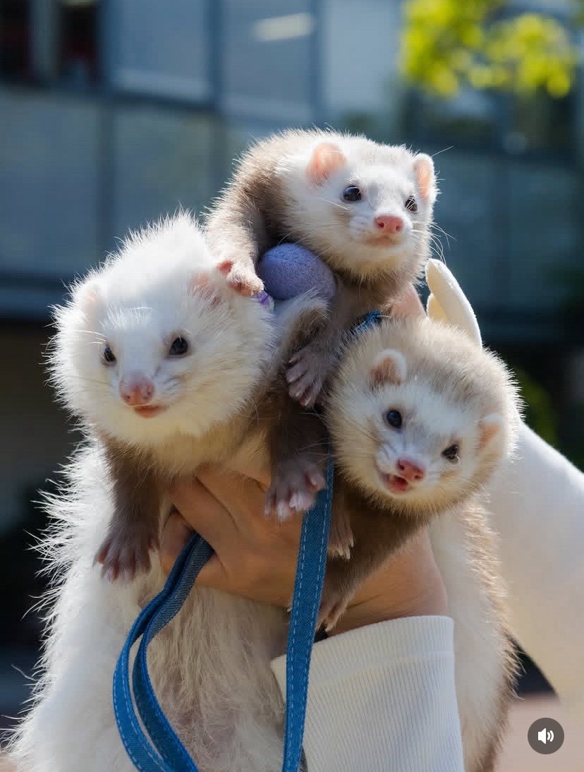 @Little star ferrets