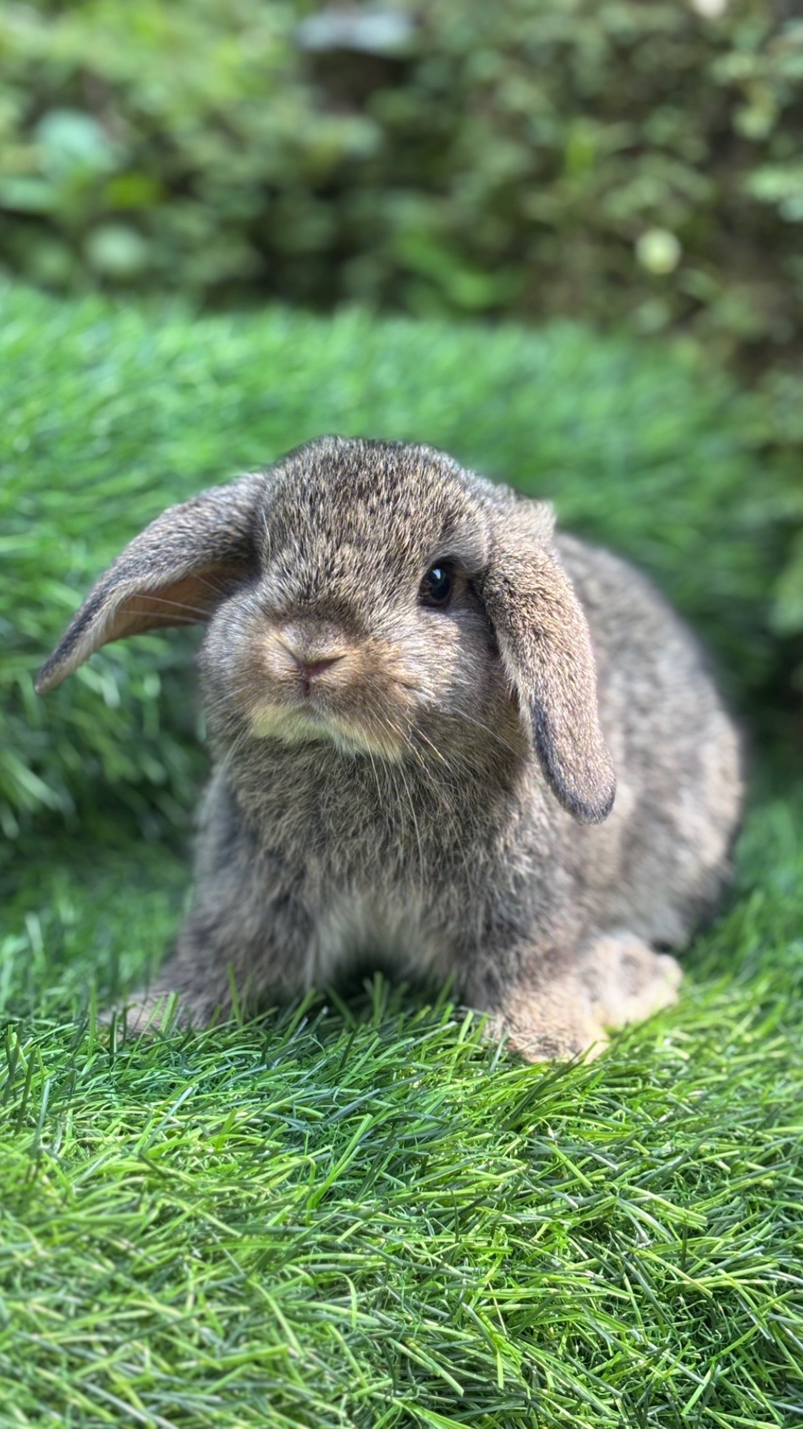 @chedyrabbit.jkt