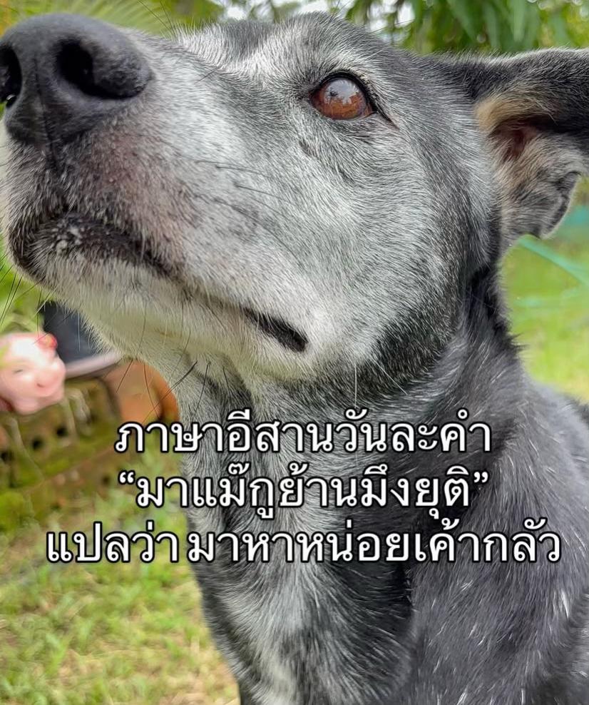 @แมวหัวเน่า No.1