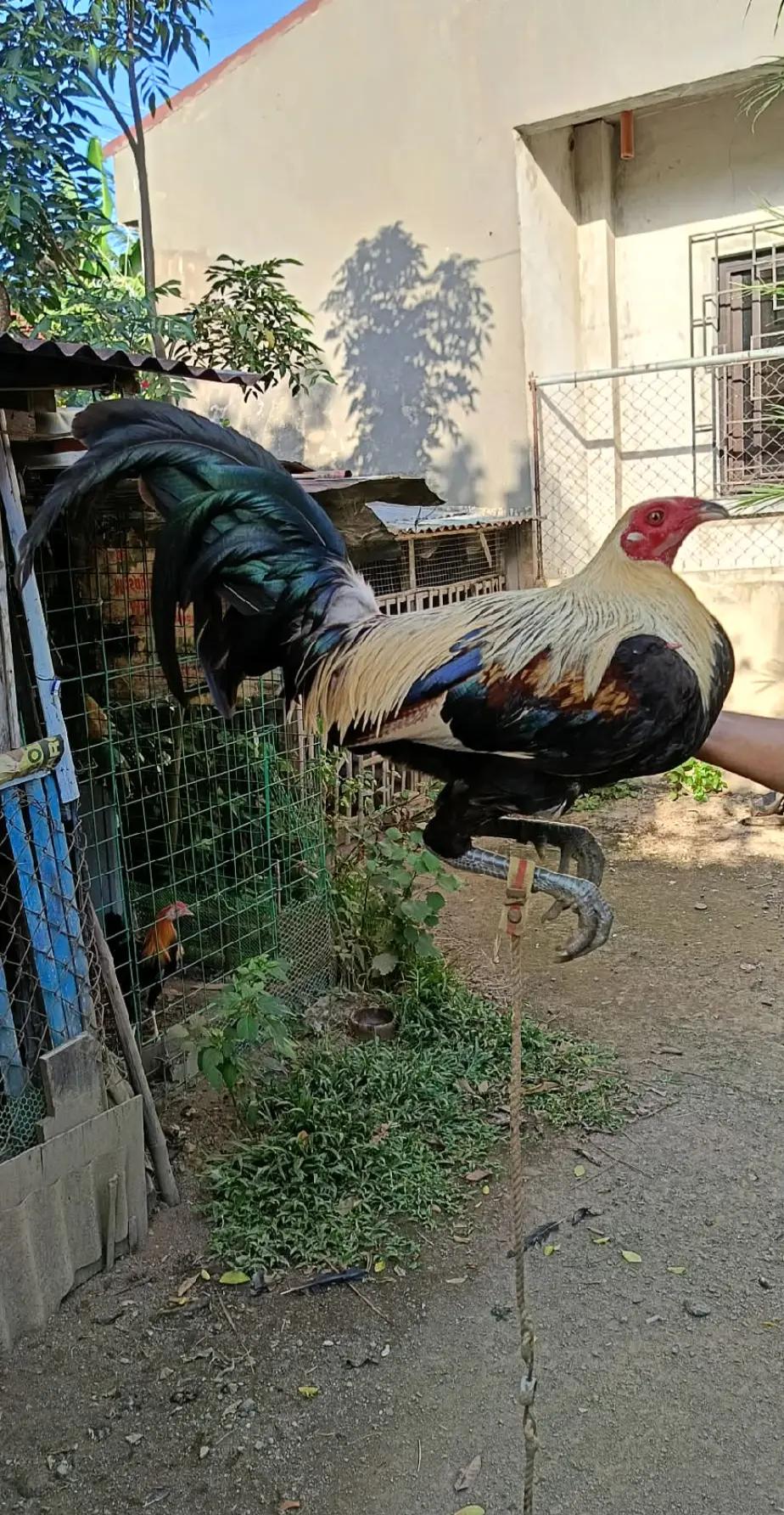 @jbt888 gamefowl