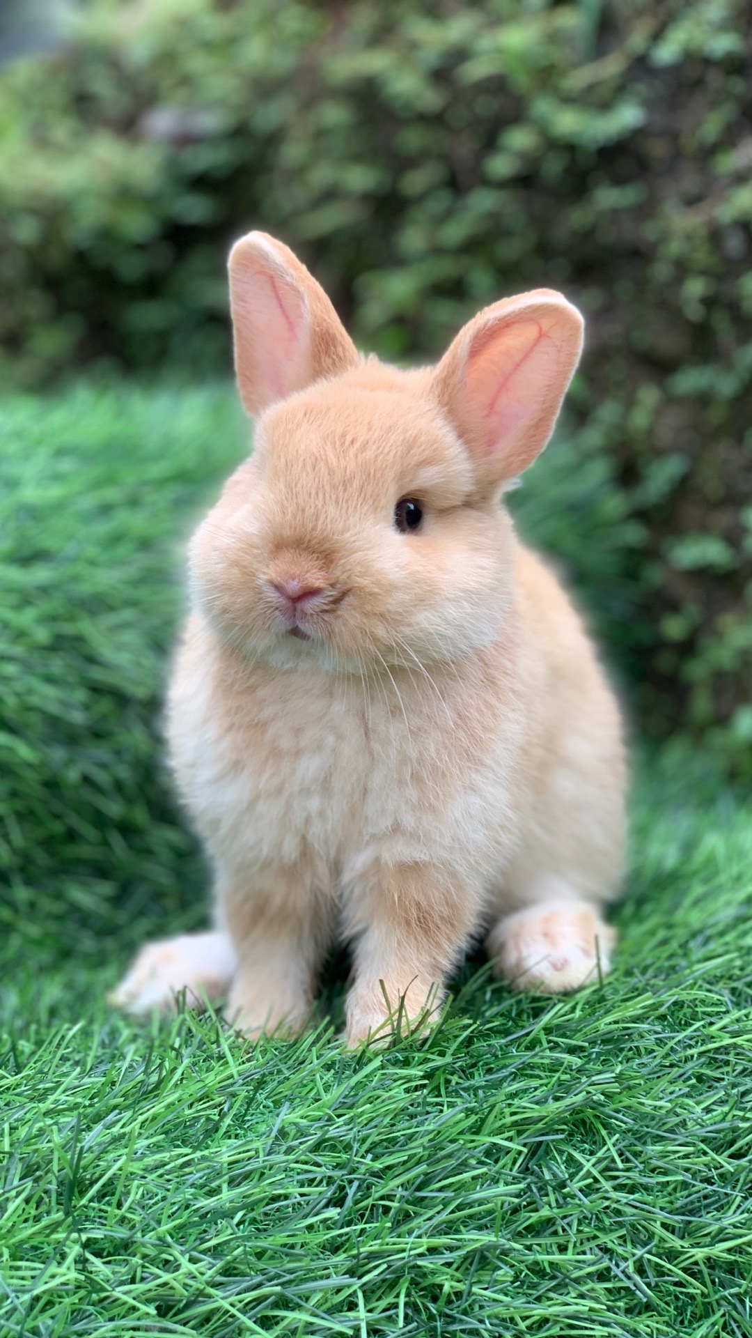 @chedyrabbit.jkt