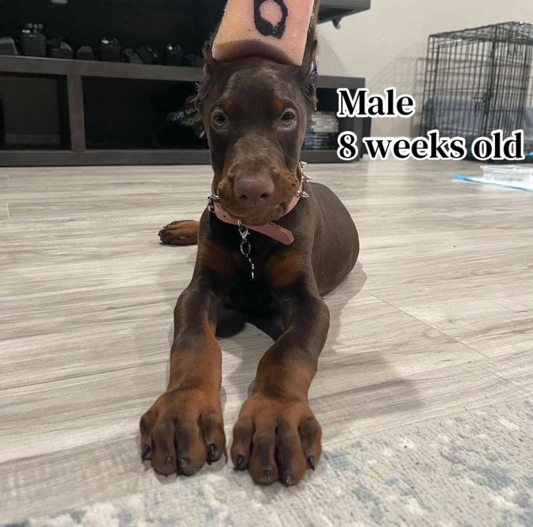 @Blakbone Mastiff Kennel