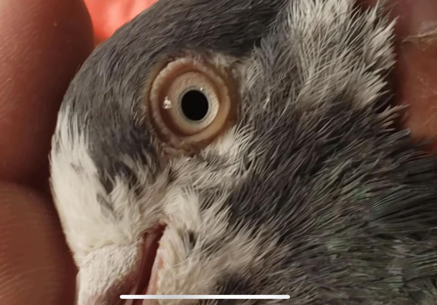 @Royal Birds 🕊️👑