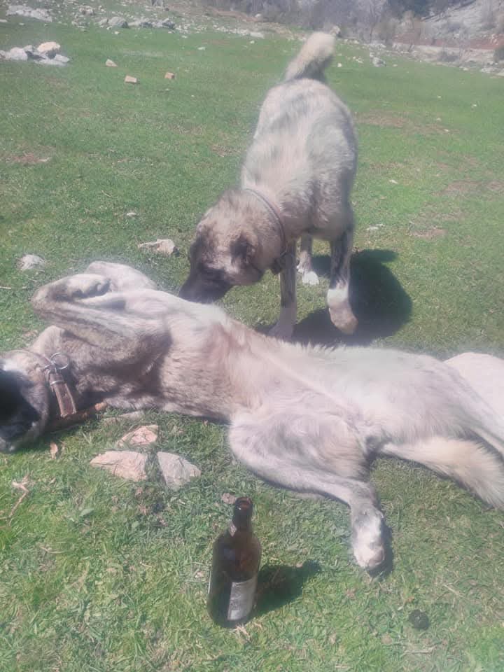 @Toroslarda Bir Çoban