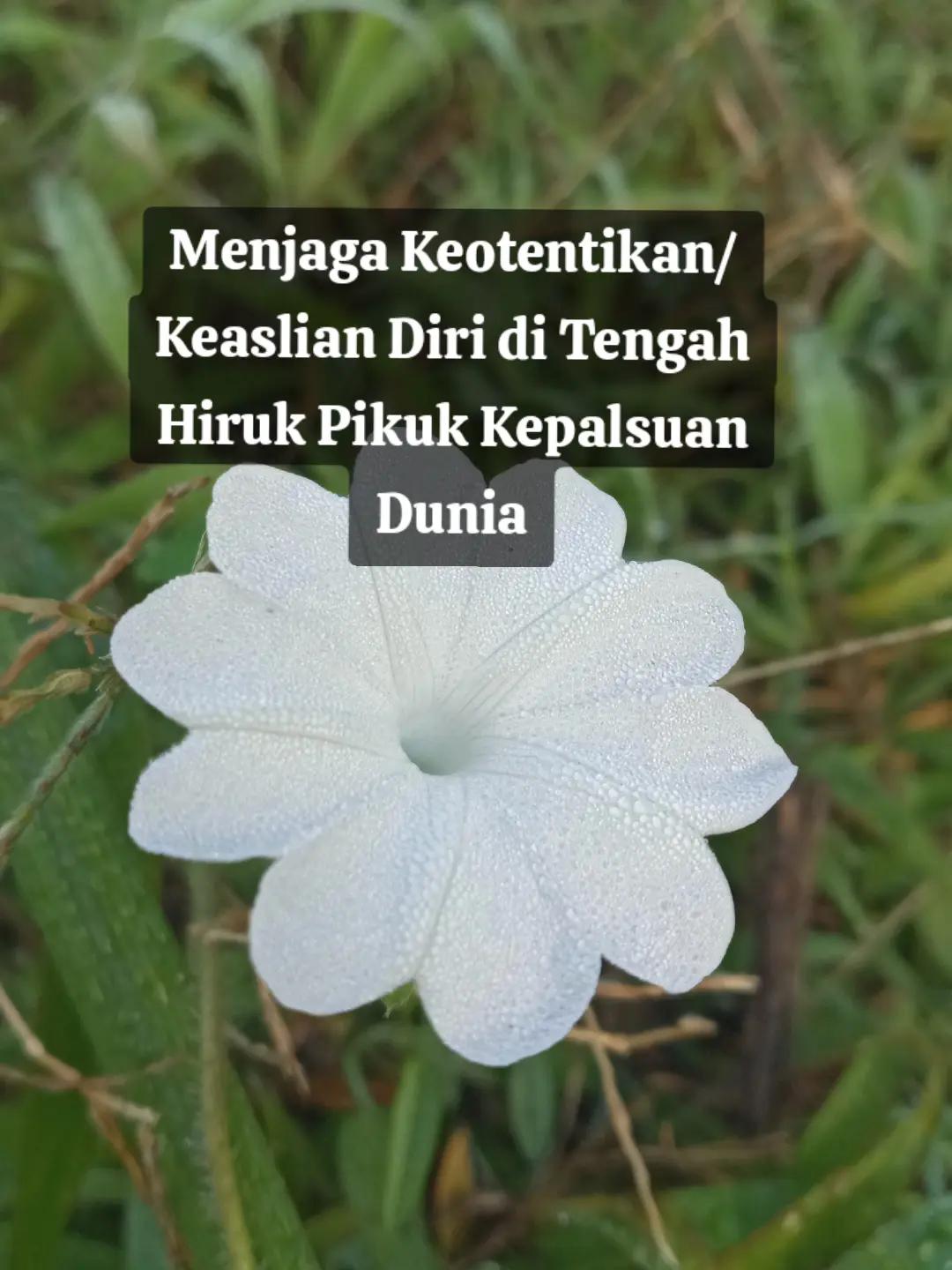 @Cahaya Telaga88