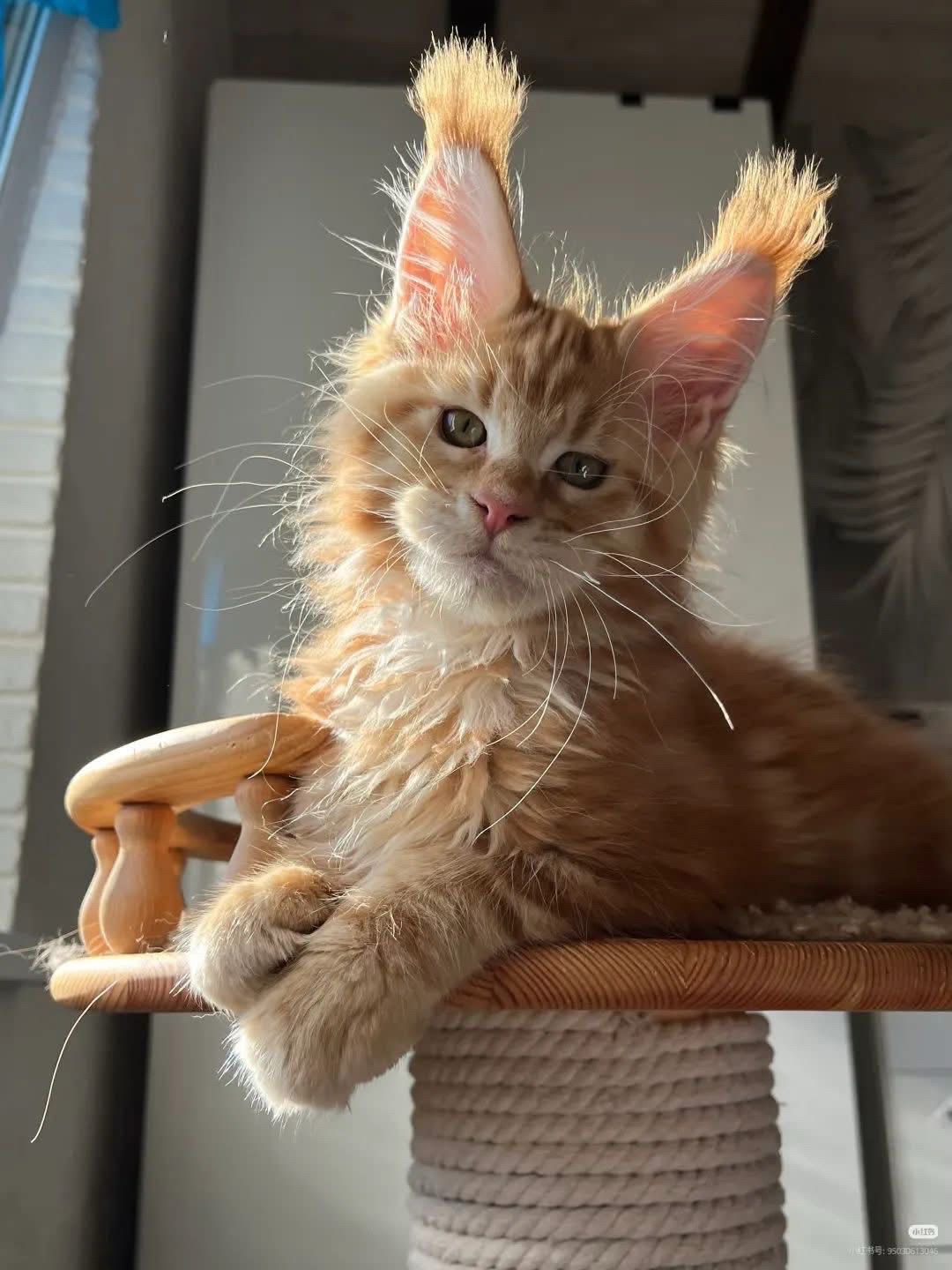 @Maine Coon Kittens
