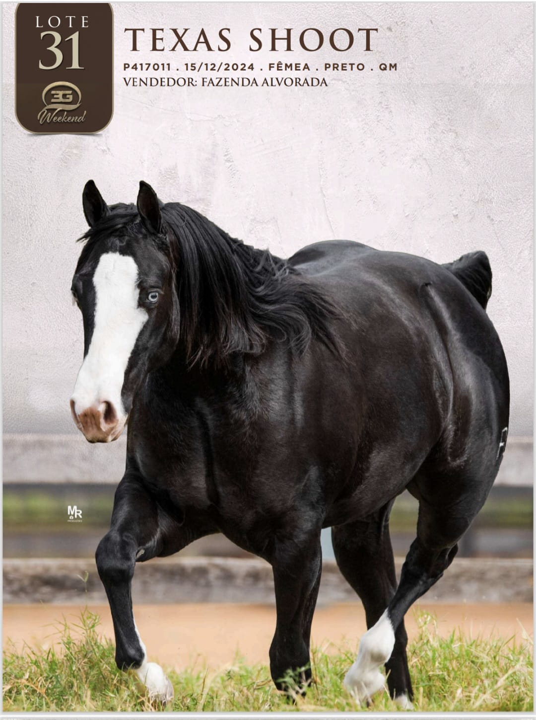 @haras amorim
