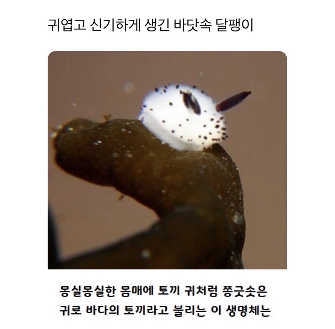 @로이젤
