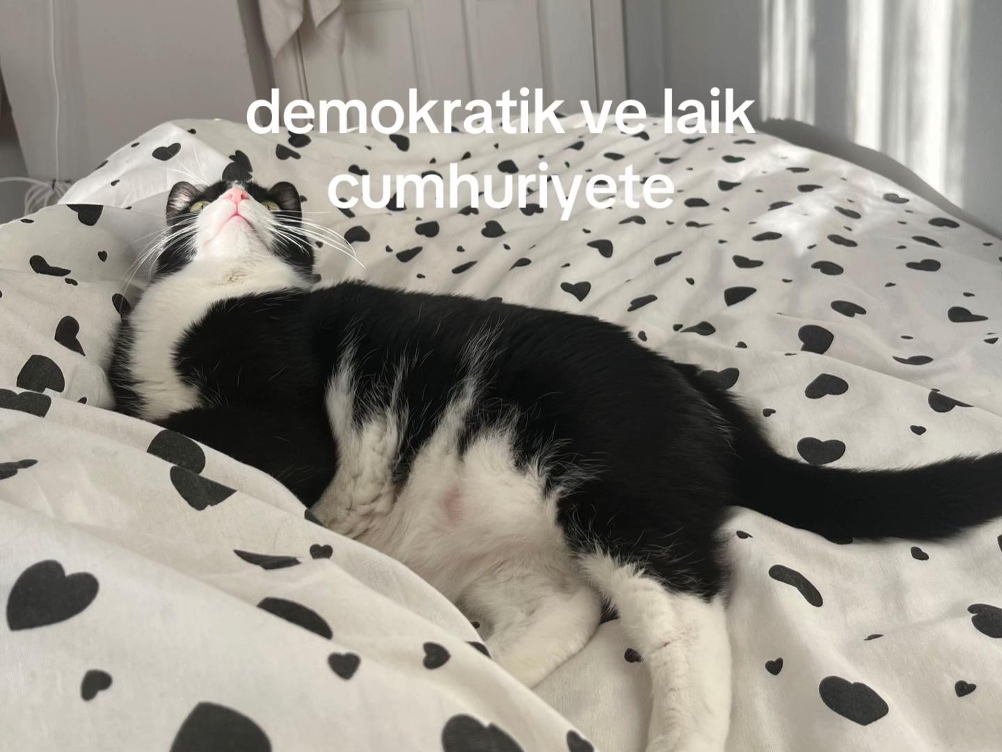 @vetzeymed