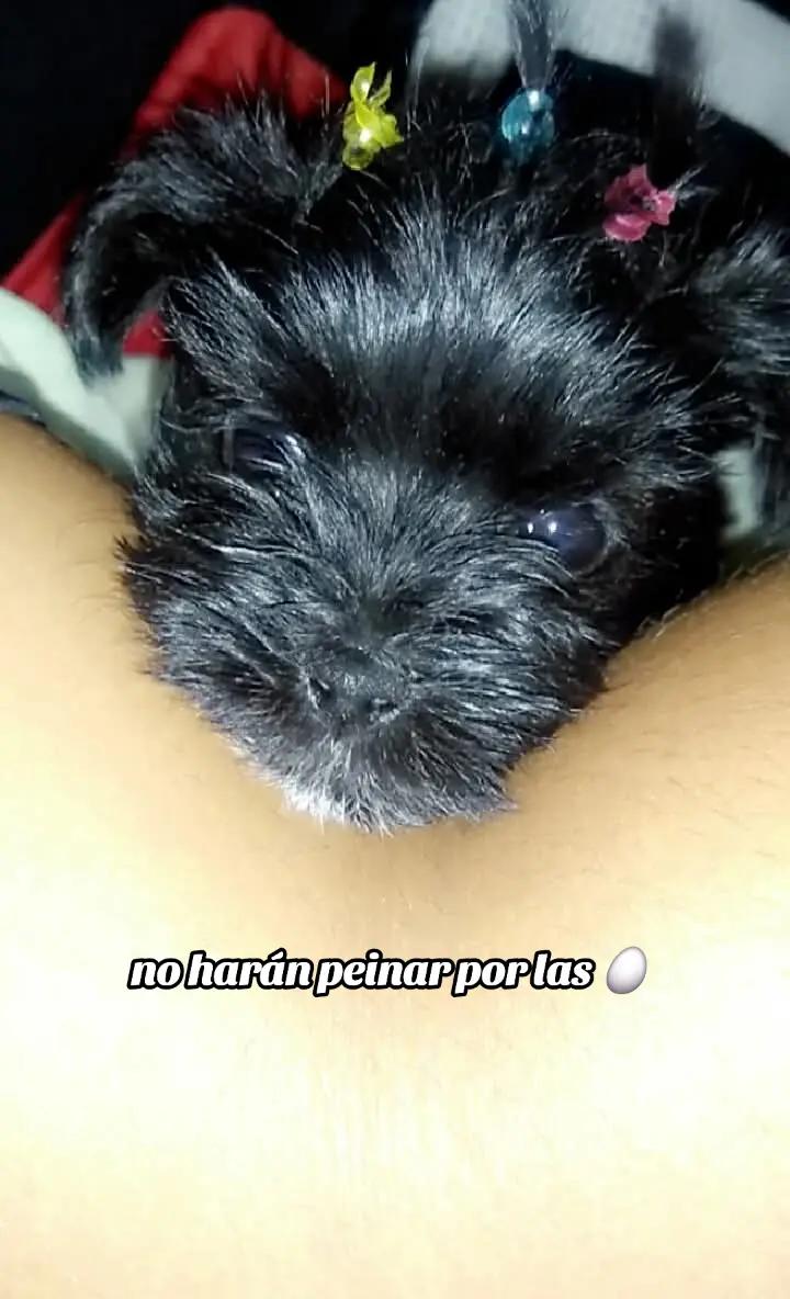 @Michu🐱🐶