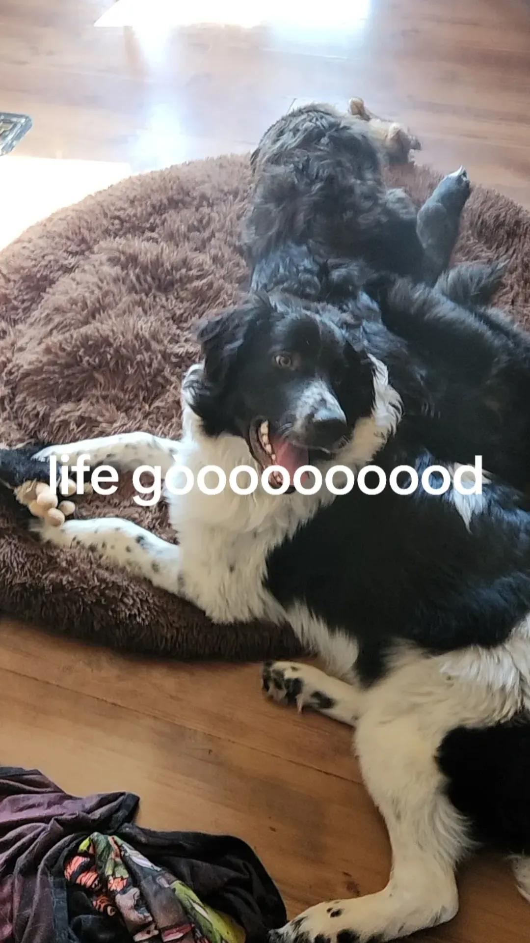 @gg