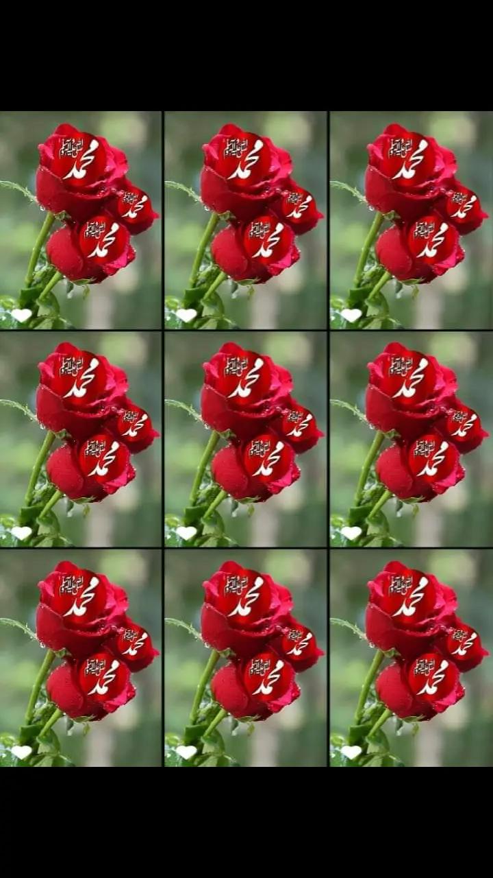 @qamar_d