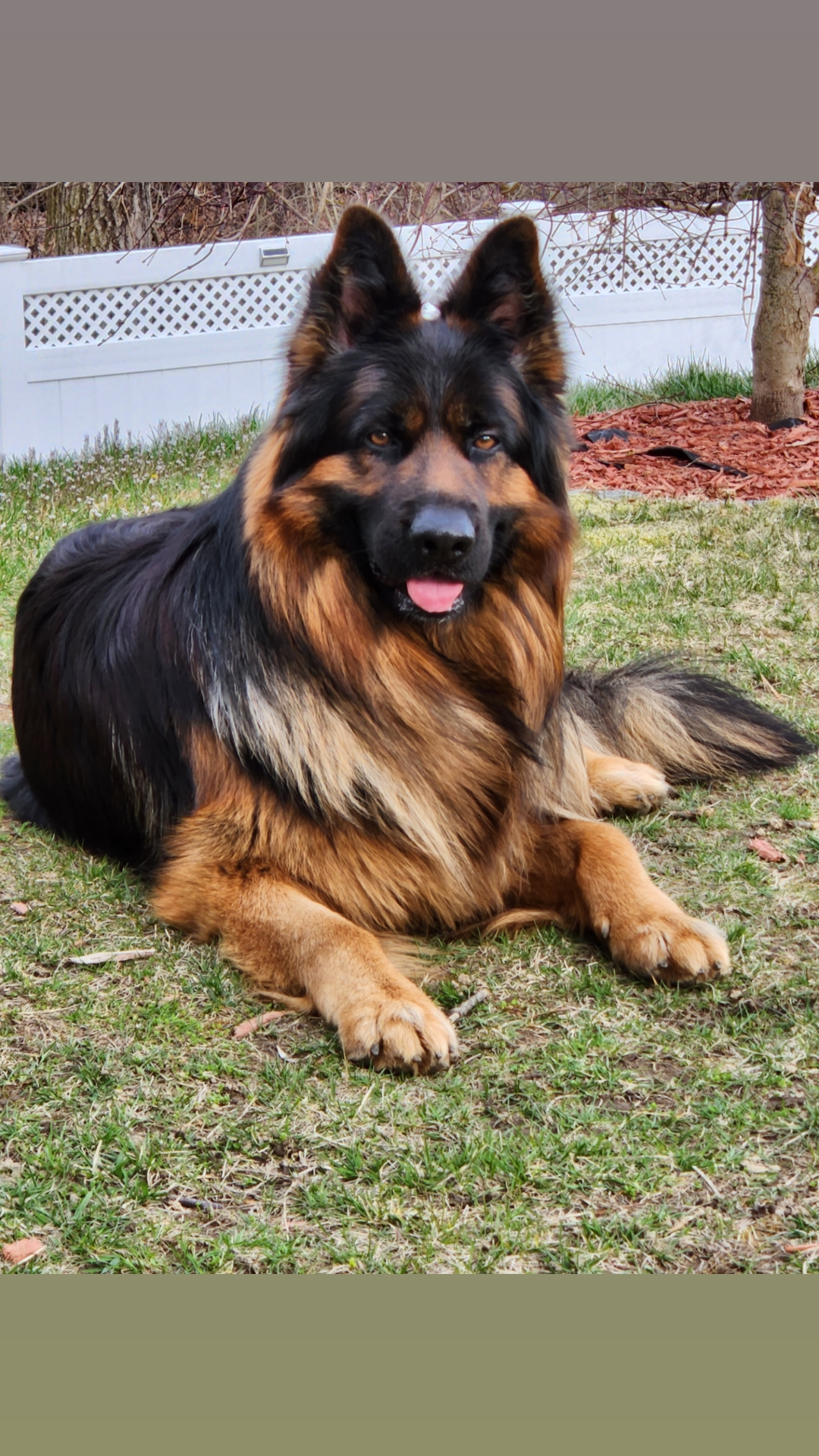 @Buzz the German Shepherd