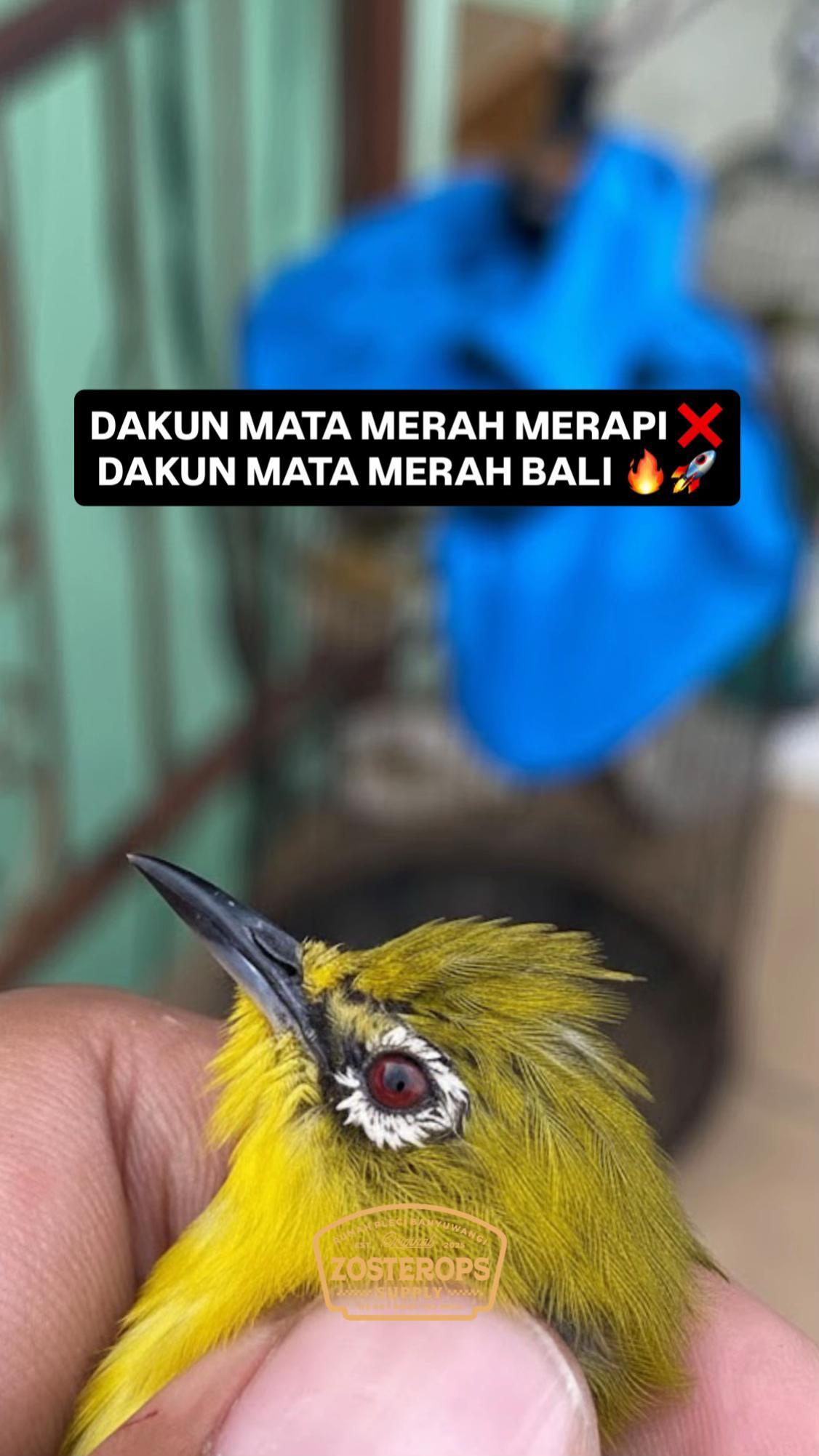 @RUMAH PLECI BANYUWANGI