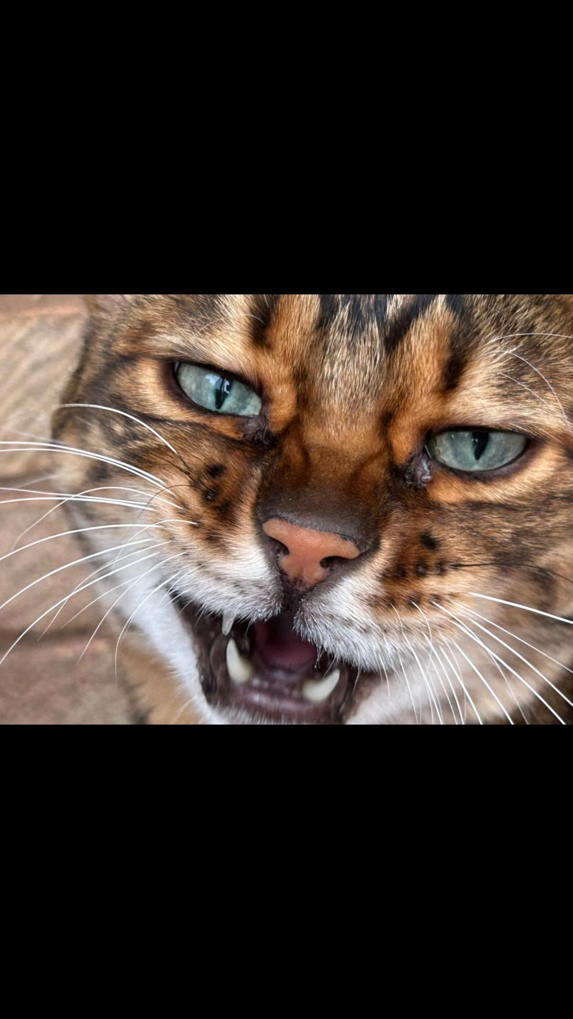 @chester bengal