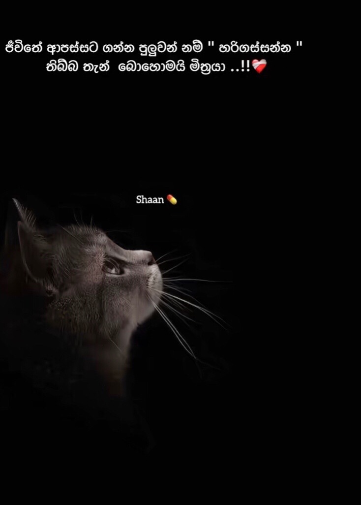 @𝓢 𝓗 𝓐 𝓝 𝓤 🪭