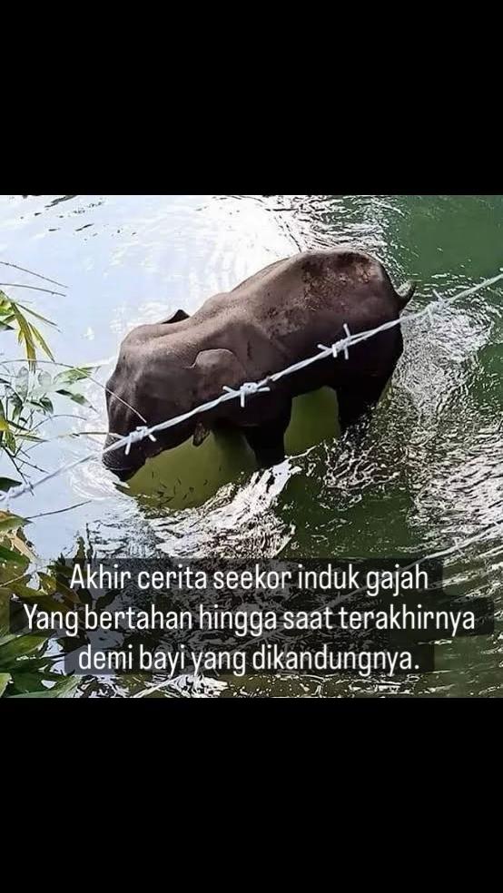 @indonesian_dog_lover