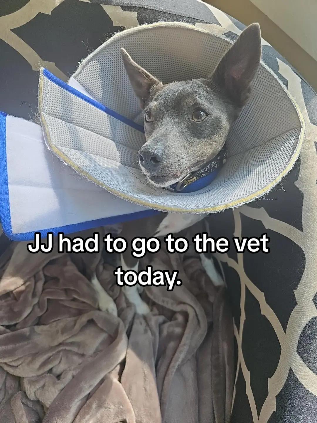 @Zedthebordercollie🇨🇦