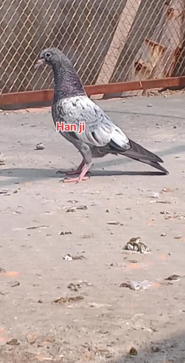 @Noman bhatti