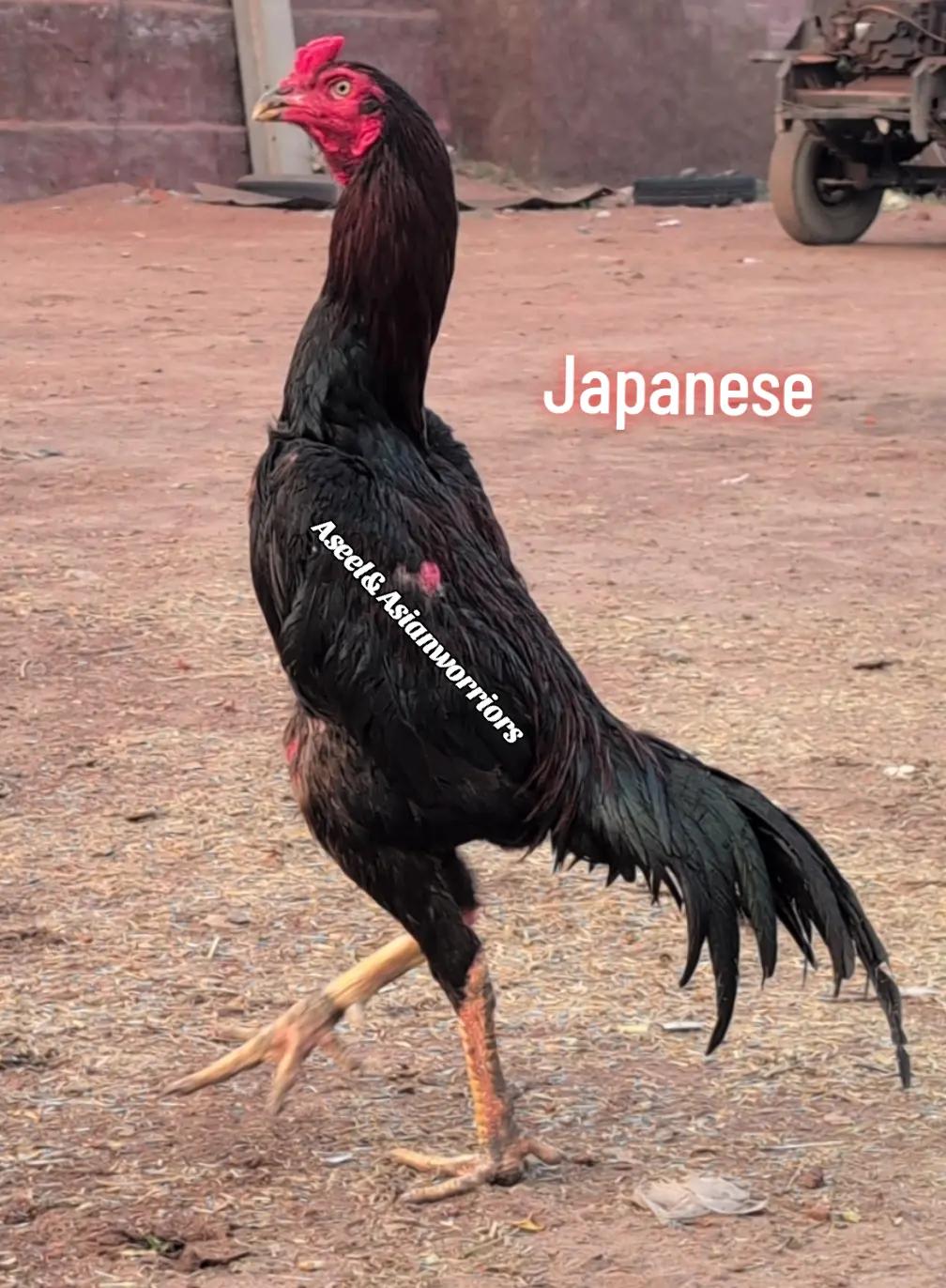 @Aseel & Asian Warrior's