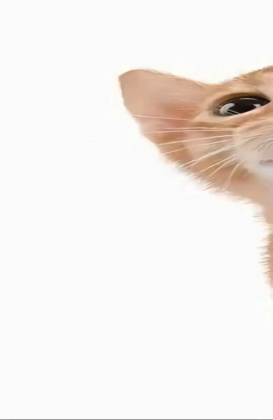 @ony1z