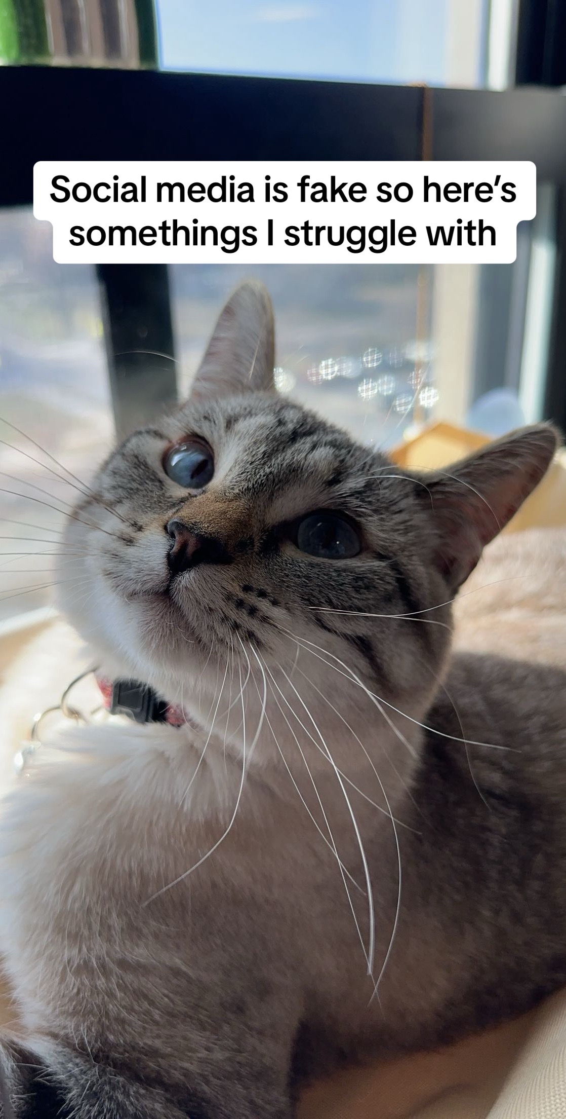 @willowthecollegecat