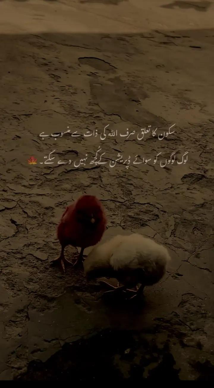 @Papa ki pri