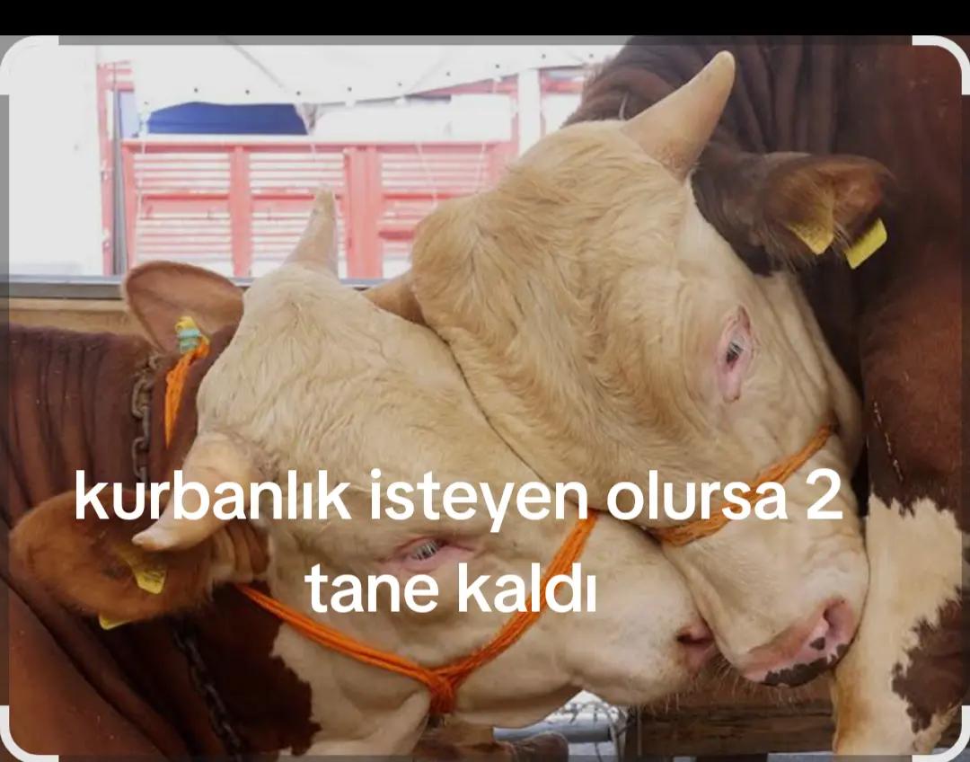 @Adem Göksu 💙