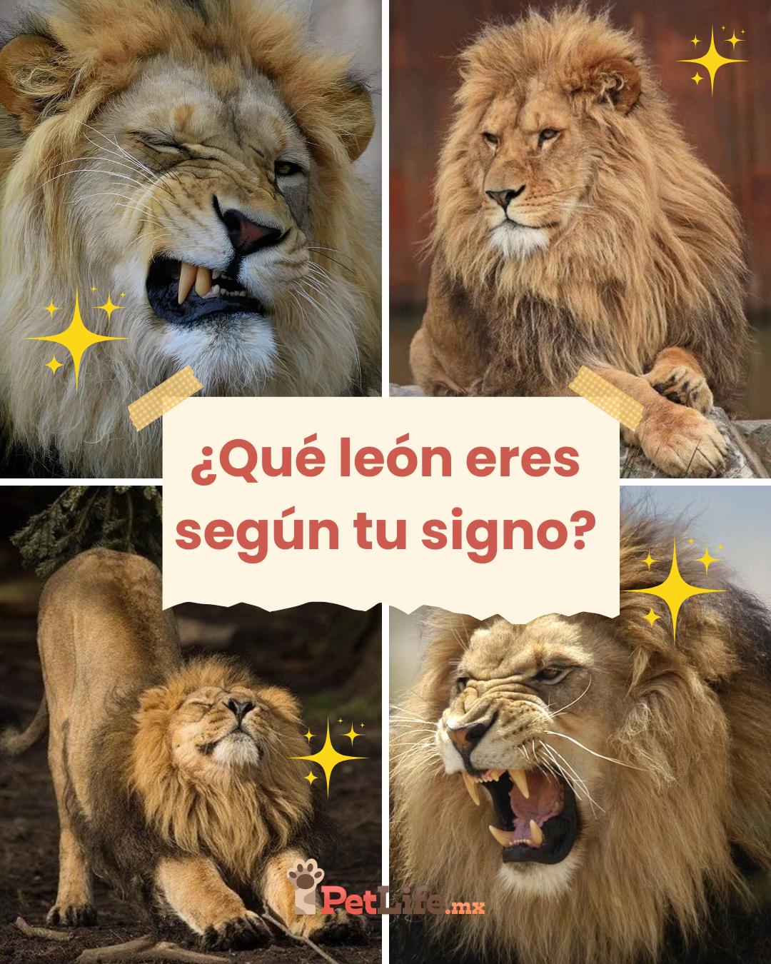 @Petlife