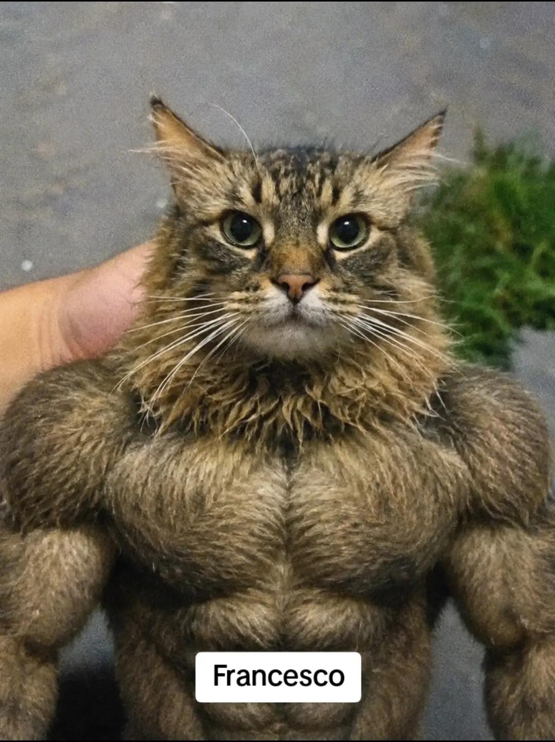 @Charlotte_Katakuri
