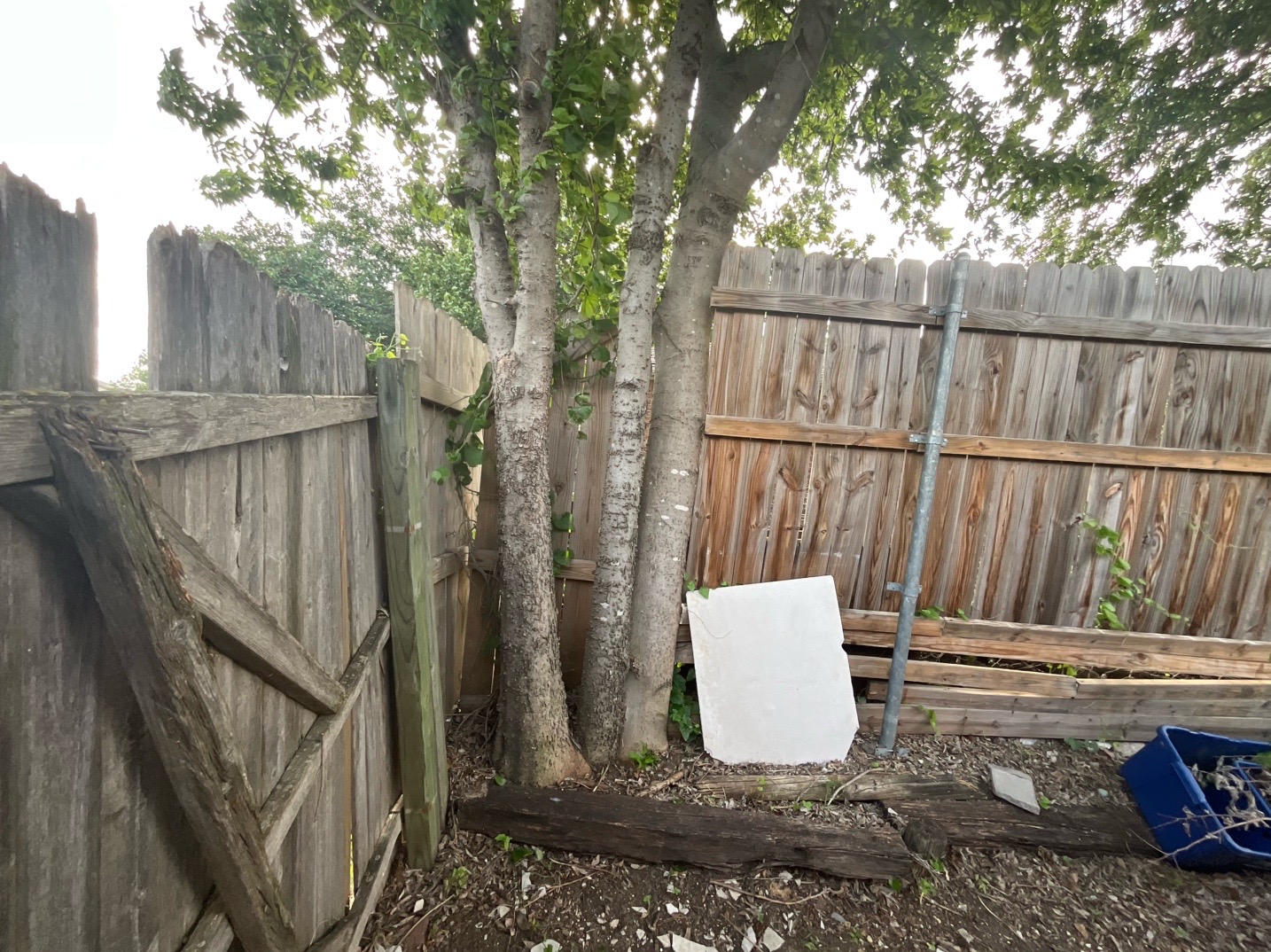 @Live Oak Tree Service