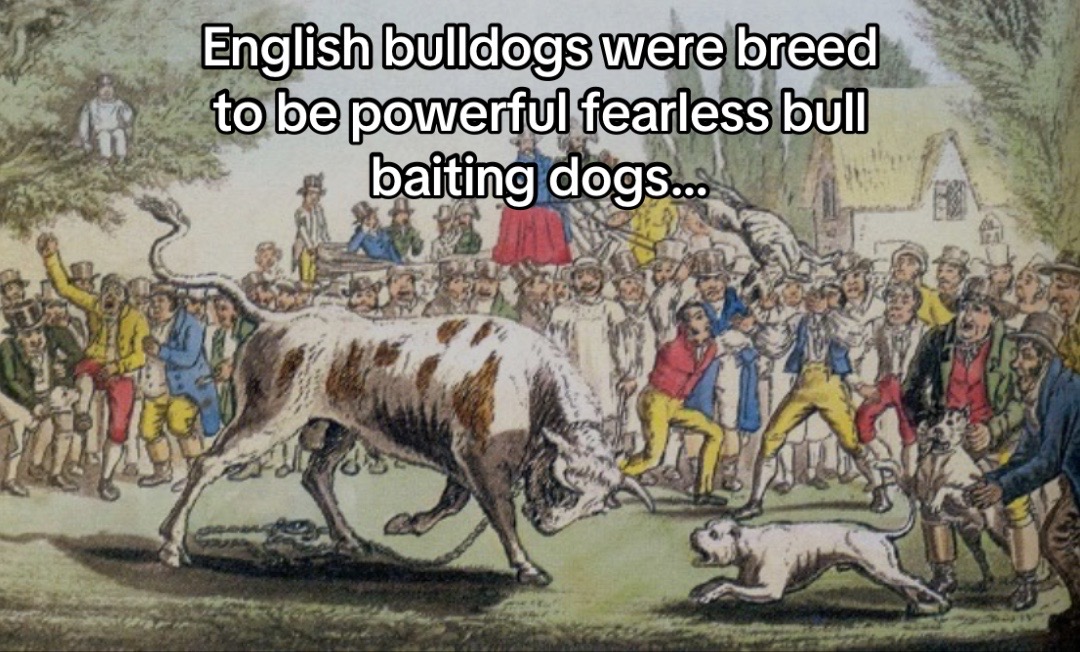 @Vinnie Bulldog