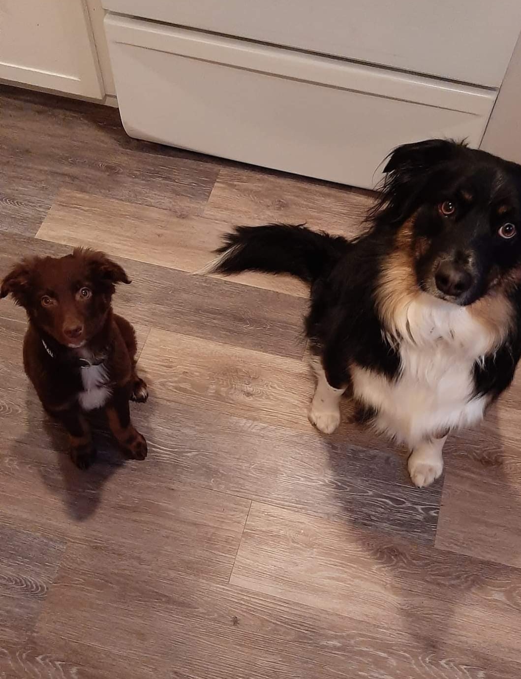 @EVE(dogmom)