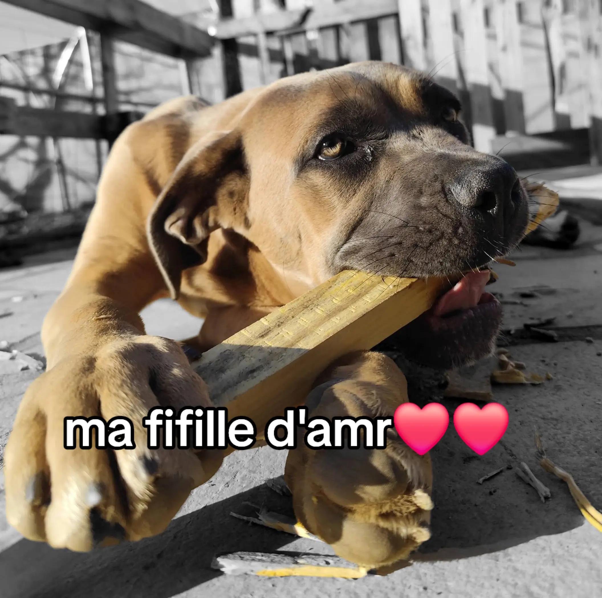 @mae