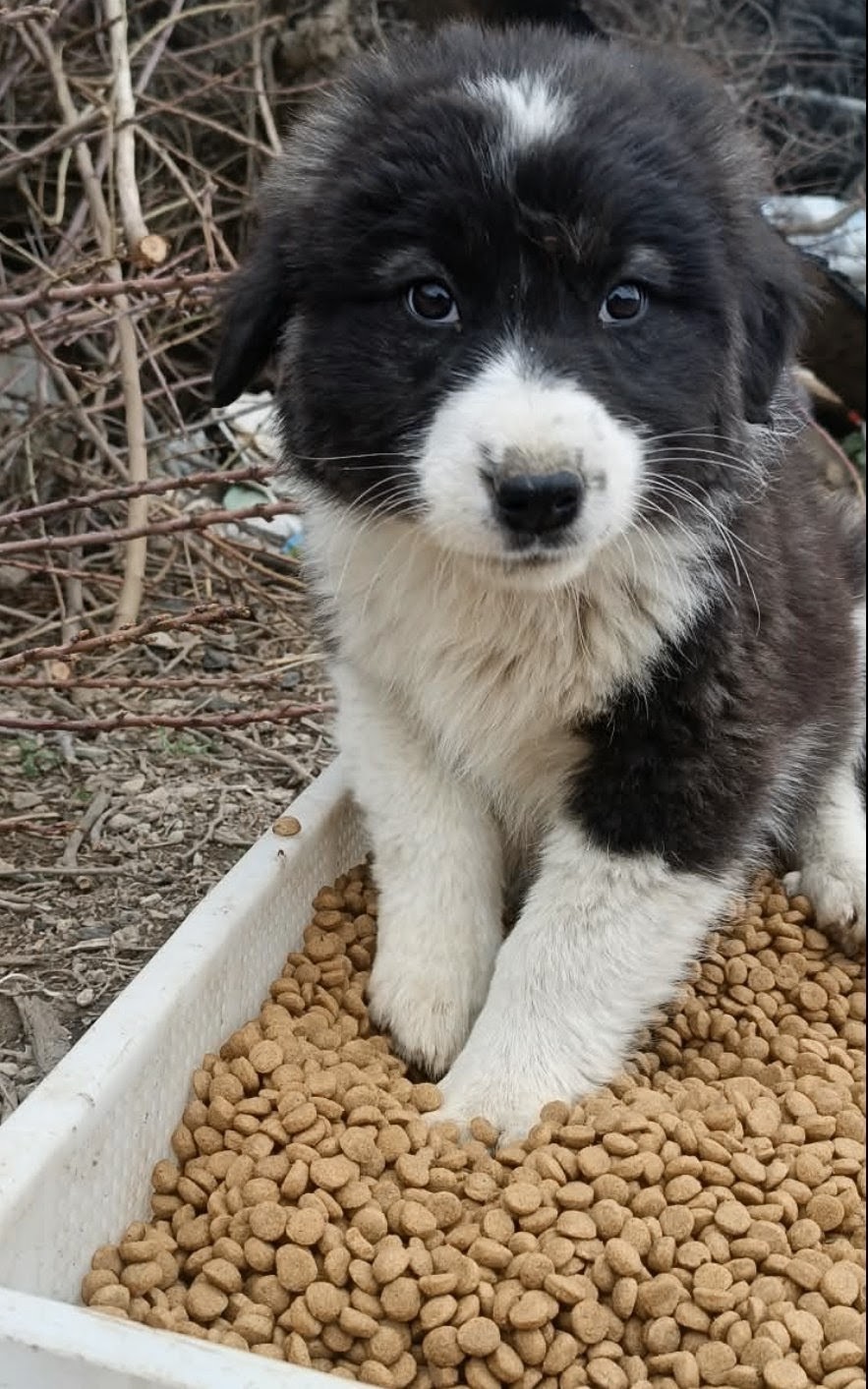 @Greek Animal Rescue