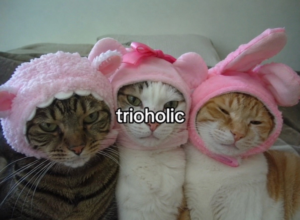 @cat memes