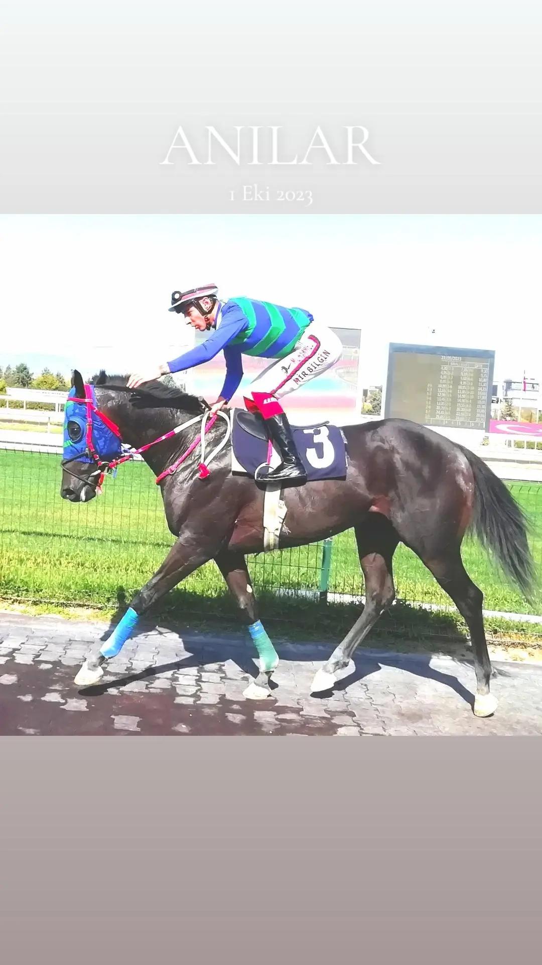 @brs horse racing