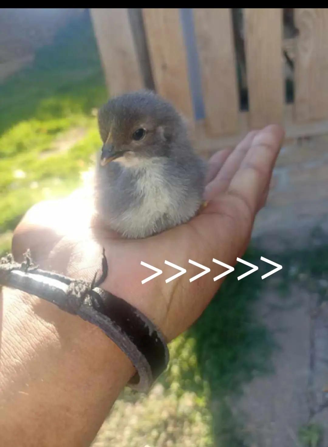 @cįcã-bãba🖇️🩶
