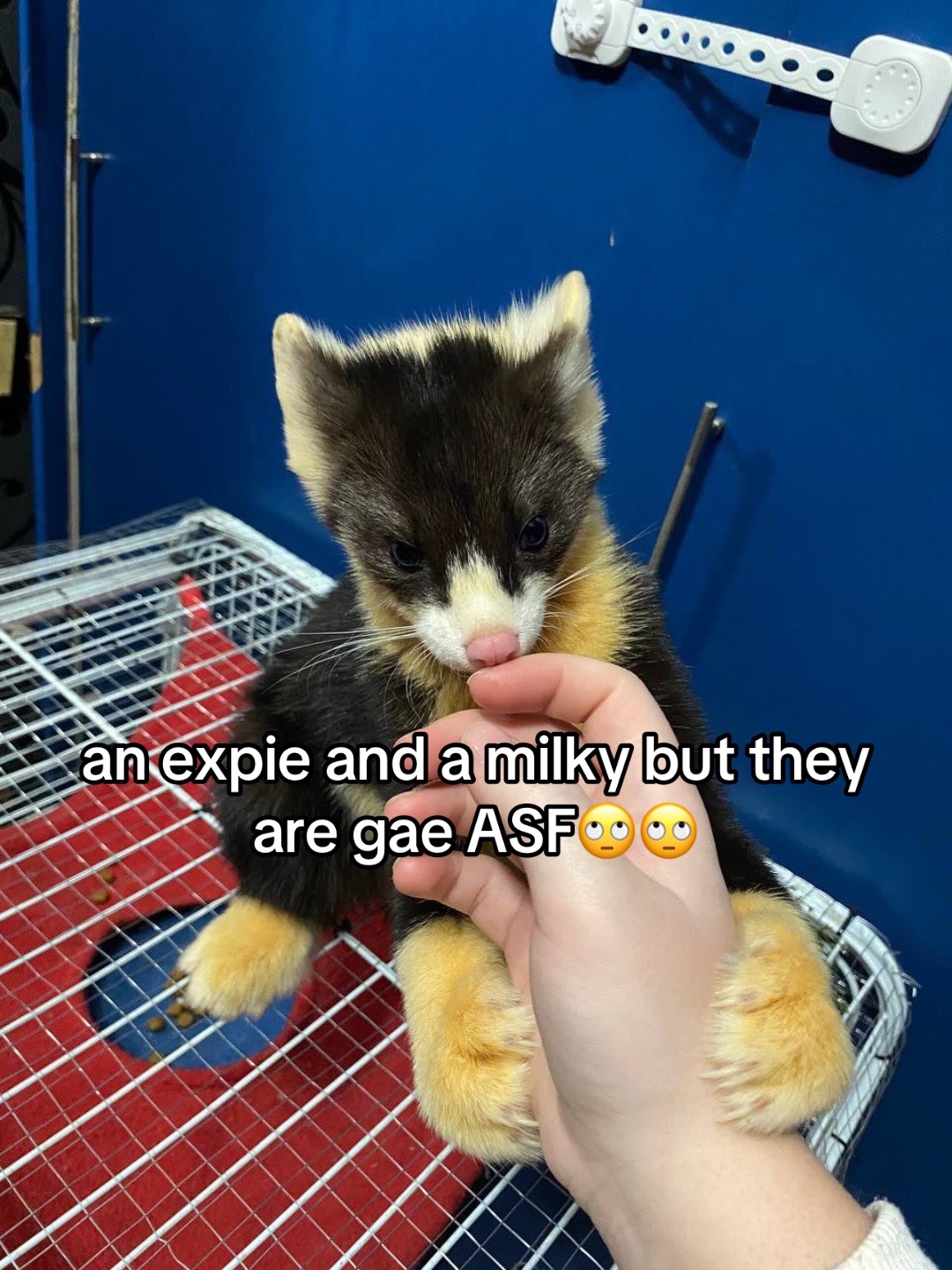 @Rae🐾