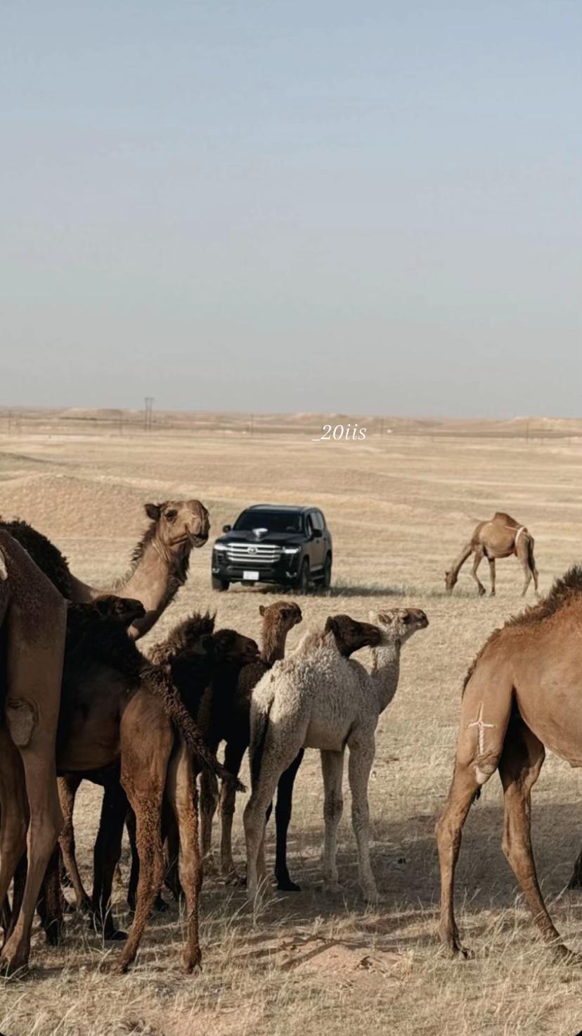 @شيوخ السعدي