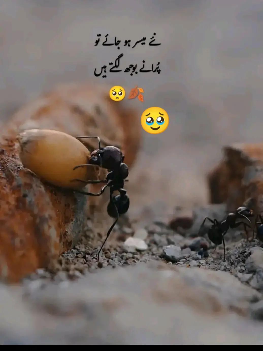 @Hania Malik🇬🇧