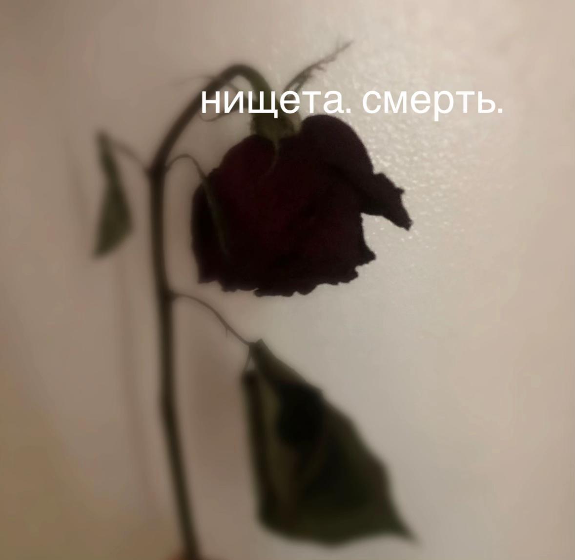 @вирксис