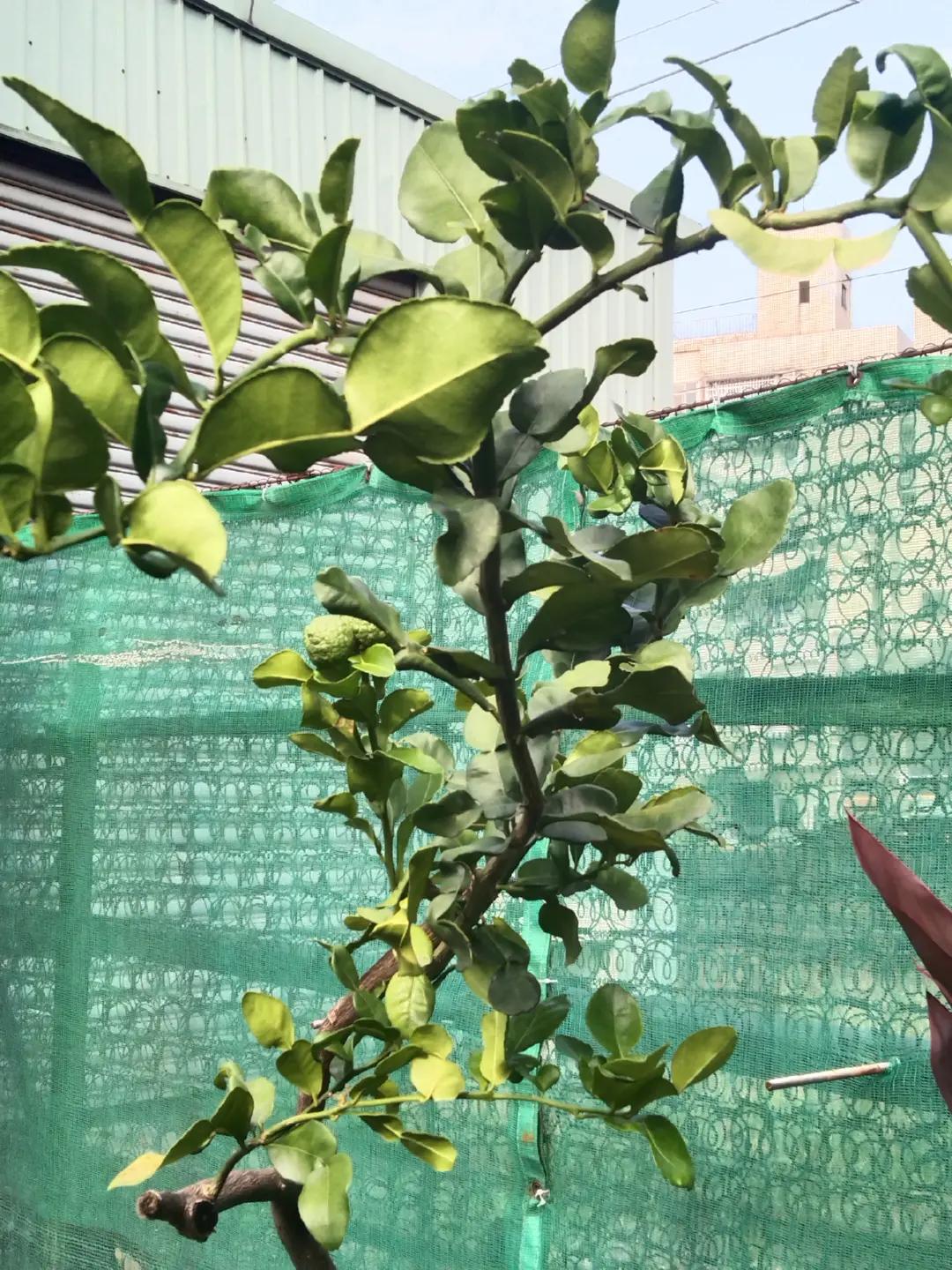 @王安娜592