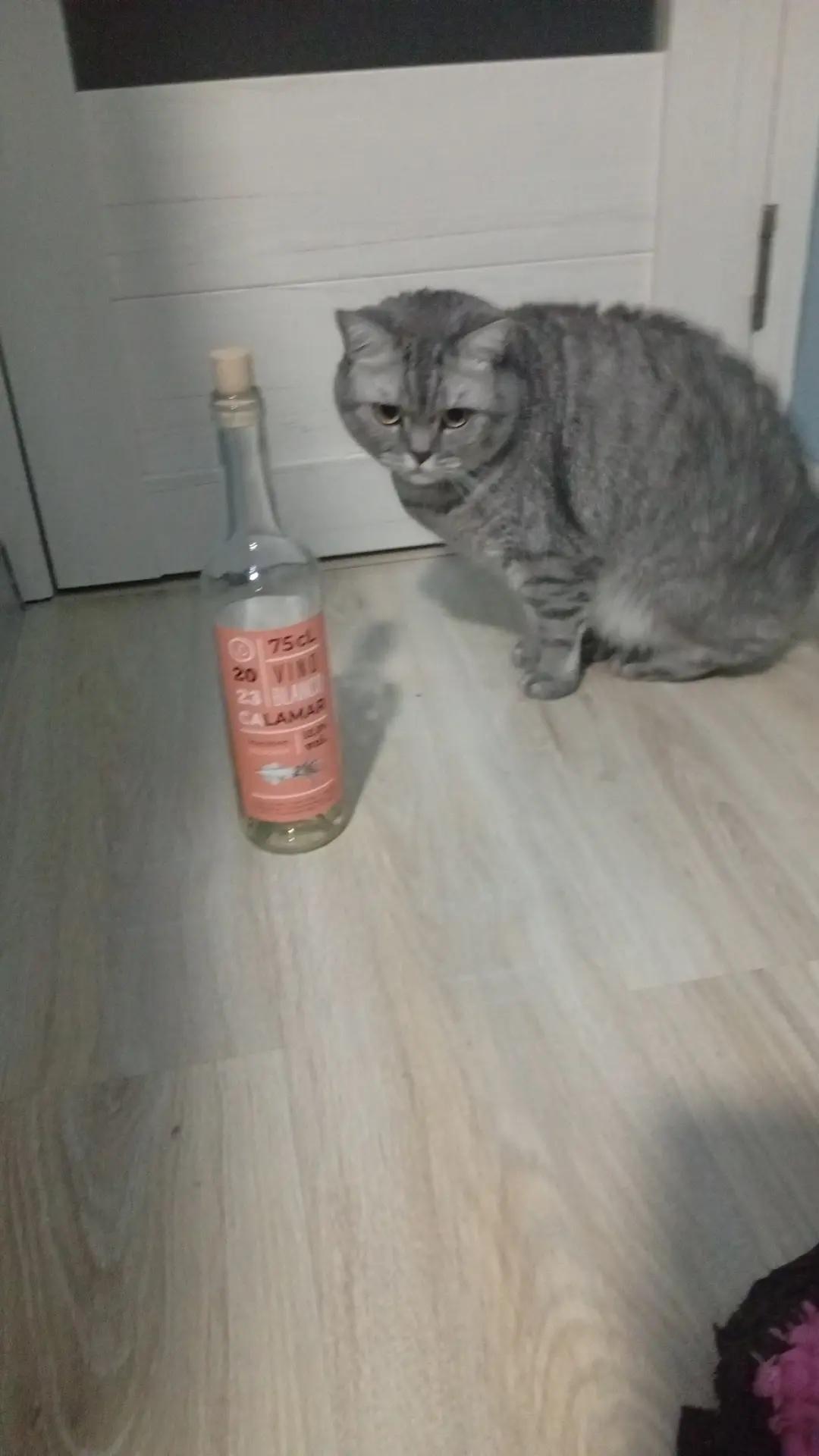 @Хонкантон