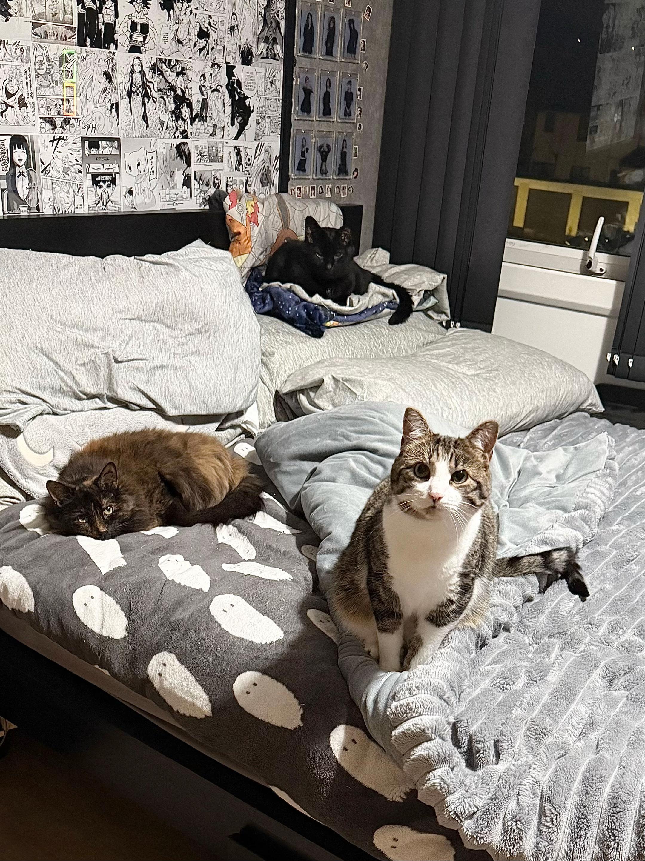 @Teefie_tribe 🐈⬛🐈⬛🐈🦷🦷
